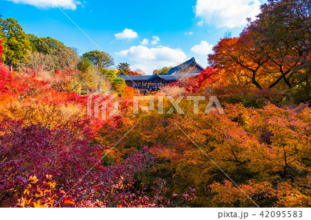 東福寺 通天橋の紅葉 東福寺 通天橋の紅葉 42095583