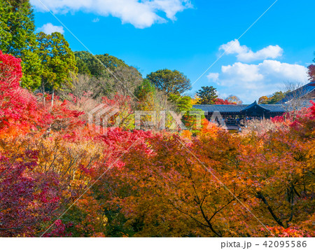 東福寺 通天橋の紅葉 東福寺 通天橋の紅葉 42095586