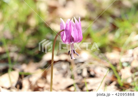 富山県高岡市 かたかごの花の写真素材