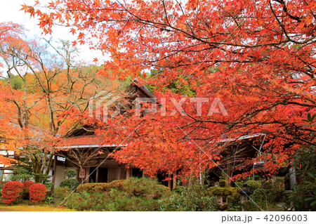 紅葉の名所　栂尾　西明寺 42096003