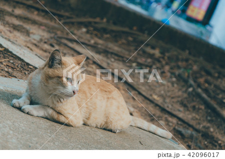 野良猫 のらねこ ノラ猫 42096017