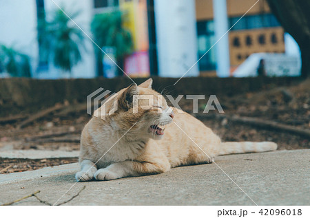 野良猫 のらねこ ノラ猫 42096018