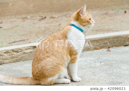 野良猫 のらねこ ノラ猫 42096021