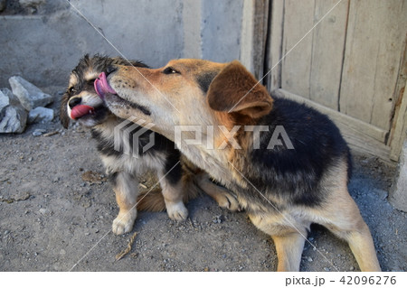 インドのヒマラヤ山岳地帯 スピティ谷のダンカル村 野良犬の親子 子犬の顔を舐める母犬 の写真素材