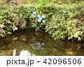 湧水群初夏 42096506