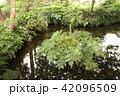湧水群初夏 42096509