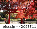 加茂神社紅葉 42096511