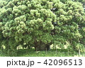 トトロの木 42096513