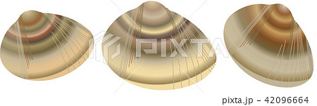 はまぐり はまぐり 42096664