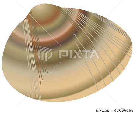 はまぐり はまぐり 42096665