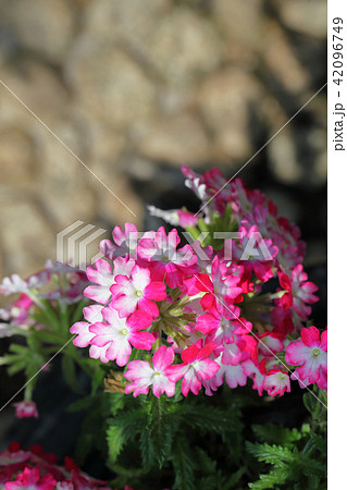スイートパフェ 宿根バーベナの花の写真素材