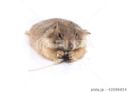 Prairie dog lie down and enjoy eating on ground. Prairie dog lie down and enjoy eating on ground. 42096854