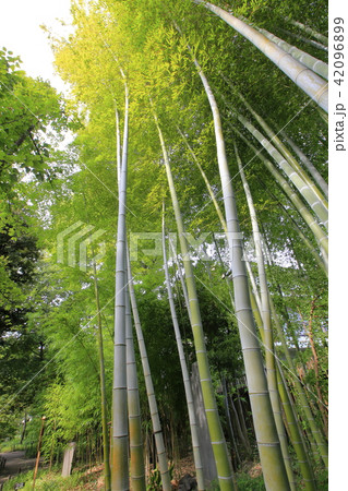 向島百花園 萩のトンネルの写真素材 4969