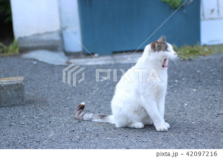 欠伸する猫 42097216