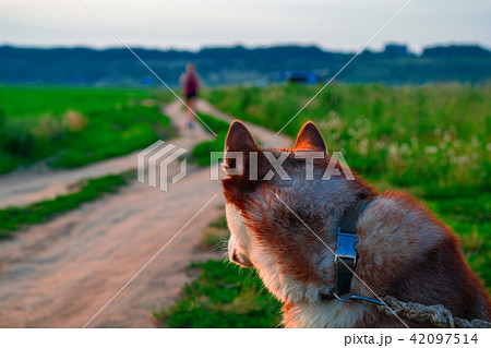 Portrait of a husky dog rear view.の写真素材 [42097514] - PIXTA