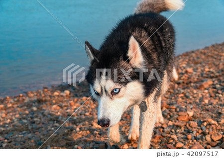 Smart nice fluffy sable siberian husky dog Smart nice fluffy sable siberian husky dog 42097517