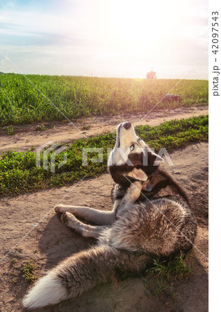 Siberian husky is scratching his ear on the walk. Siberian husky is scratching his ear on the walk. 42097543