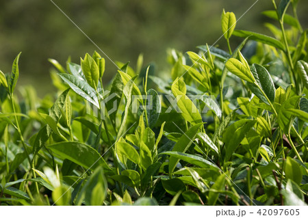 Green tea foliage 42097605