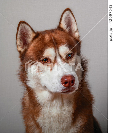 Close-Up portrait beautiful husky dog. Close-Up portrait beautiful husky dog. 42097645