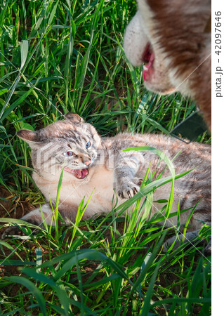 Cat hisses baring fangs defending from the dog. Cat hisses baring fangs defending from the dog. 42097646