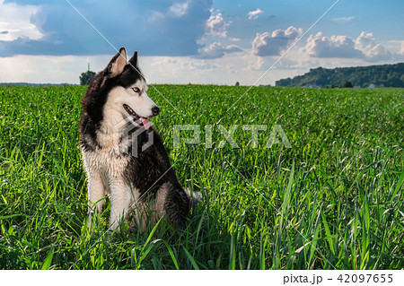 Husky dog is backlit in green field of grass. 42097655