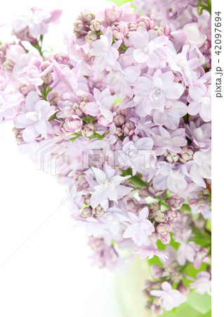 ライラック(縦 部分 上向き) ライラック(縦 部分 上向き) 42097694