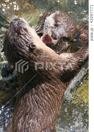 コツメカワウソのじゃれ合い 42097771