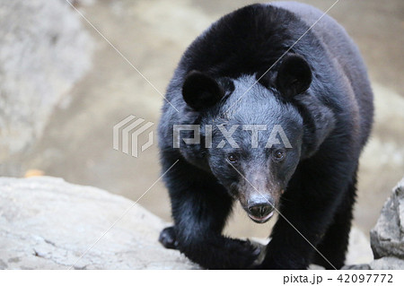 岩を登るクマ 岩を登るクマ 42097772