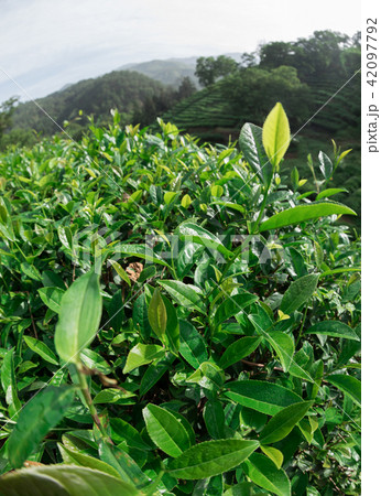 Growing green tea plants in spring mountains 42097792