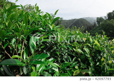 Growing green tea plants in spring mountains 42097793