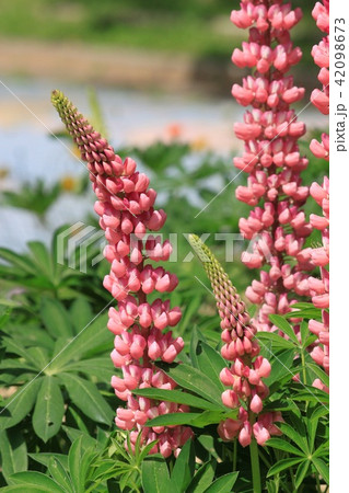 ルピナスの花の写真素材