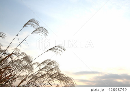 ススキ 42098749