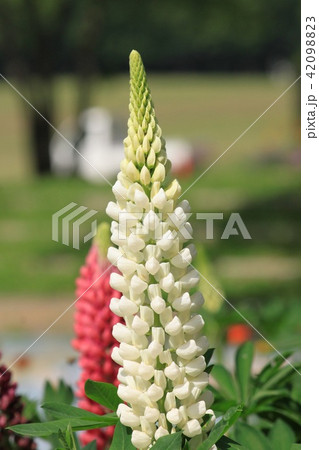 ルピナスの花の写真素材 49
