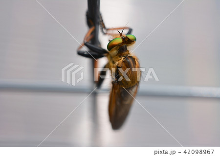 昆虫イメージ素材、フェンスにしがみついているアオメアブ、青緑色の複眼 42098967