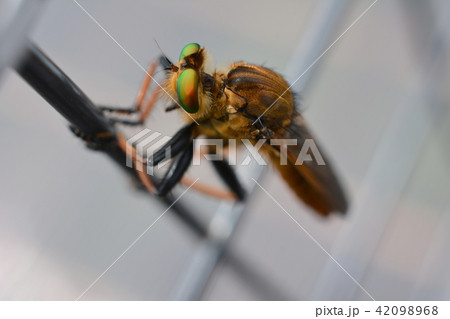 昆虫イメージ素材 フェンスにしがみついているアオメアブ 青緑色の複眼の写真素材 4968