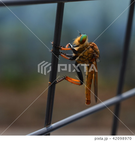 昆虫イメージ素材、フェンスにしがみついているアオメアブ、青緑色の複眼 42098970