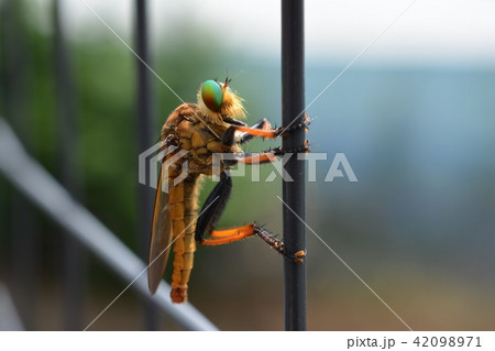 昆虫イメージ素材、フェンスにしがみついているアオメアブ、青緑色の複眼 42098971