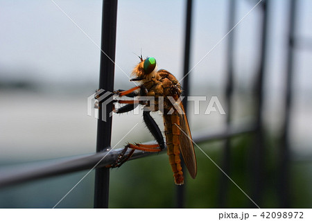 昆虫イメージ素材、フェンスにしがみついているアオメアブ、青緑色の複眼 42098972
