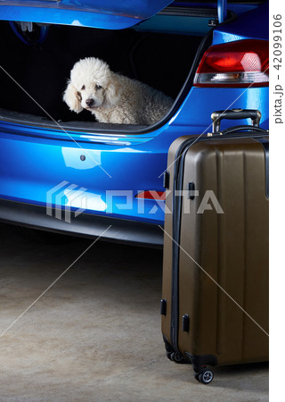 White poodle dog in car trunk 42099106