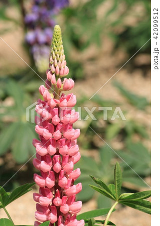 ルピナスの花の写真素材