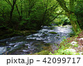 清流　コケ　森　川 42099717