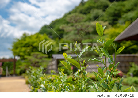 静岡　道の駅フォーレなかかわね茶茗舘　お茶の茶葉 42099719