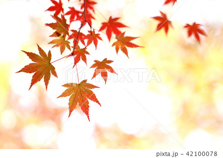 紅葉 紅葉 42100078
