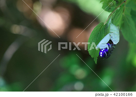 国蝶オオムラサキ 42100166