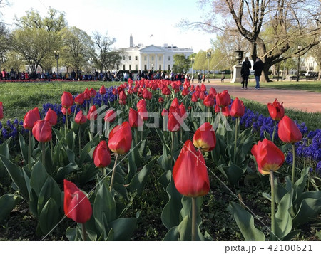 アメリカ　ホワイトハウス　北側ラファエットパークの花畑　チューリップ 42100621