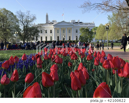 アメリカ　ホワイトハウス　北側ラファエットパークの花畑　チューリップ 42100622
