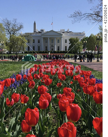 アメリカ　ホワイトハウス　北側ラファエットパークの花畑　チューリップ 42100624
