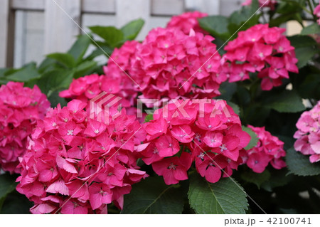 ピンク色の鮮やかな紫陽花 ピンク色の鮮やかな紫陽花 42100741