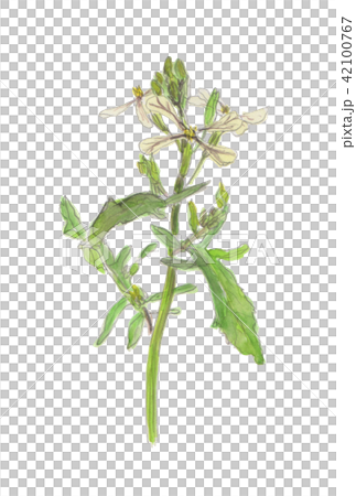 ルッコラ Eruca vesicaria ルッコラ Eruca vesicaria 42100767