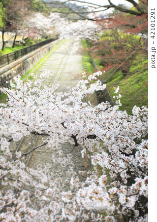 京都・桜の蹴上インクライン 42101291